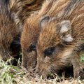 Viceministras: dėl kiaulių maro dar labiau medžioti šernų nebeįmanoma