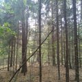 Pristatytos Europos Bendrijos svarbos natūralių miško buveinių tvarkymo rekomendacijos