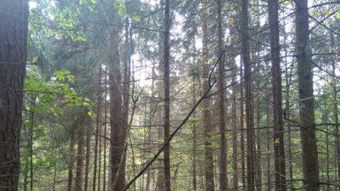 Pristatytos Europos Bendrijos svarbos natūralių miško buveinių tvarkymo rekomendacijos