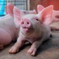 Parduotuvėse nesustabdomai brangsta kiauliena: dalis ūkininkų kalba apie fermų uždarymą