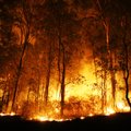 Ar miško plotai tyčia deginami siekiant sukelti klimato kaitą?