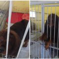 Iš karo siaubiamos Ukrainos Panevėžio gyvūnų globos draugijoje glaudžiasi du išskirtiniai šunys