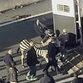 Iš cirko pabėgęs zebras sutrikdė eismą Atlantoje