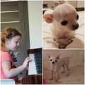 Vilnietė prašo padėti sukurti mažai mergytei stebuklą – sugrąžinti jos mylimą šunelį