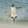 San Diege akiniuotieji pingvinai ruošiami atsakingam darbui