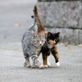 Kačių draugijos negalintys pakęsti miestiečiai ėmė jas nuodyti