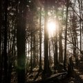 Švenčionių rajone nupjautas medis užvirto ir mirtinai sužalojo vyrą
