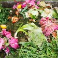 Kompostavimas „žaliems“ - 8 žingsniai iki nemokamų ekologiškų trąšų