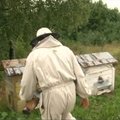 „Apie ūkį ir bites“: Varėnos bitininkams teigiamas emocijas kelia net bitutės įgėlimas (2009.08.29)