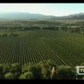 Bolivija siekia padidinti vyno eksportą