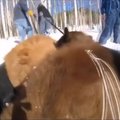 Snaudžiantys našlaičiai lokiukai rogėmis nutempti į žiemos irštvas