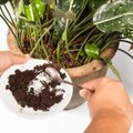 Efektyvios kambarinių augalų trąšos: puvenos, mielės, kava, kruopų vanduo, vaisiai