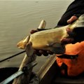 Savaitgalio aktualijos žvejams. Lynų psichozė – Pietų, karšių – Vakarų Lietuvoje