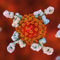 Tyrimas parodė, kaip padidinti koronaviruso antikūnų kiekį