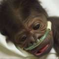 Po Cezario pjūvio pasaulį išvydusią gorilos mažylę užklupo plaučių uždegimas