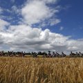 Europos dviračių plento čempionatas perkeliamas į Bretanę