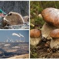 Dvigubas smūgis grybams: miškų kirtimas ir globali klimato kaita