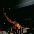 Niujorke pristatyta įspūdingo dydžio dinozauro griaučių kopija