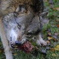 Vyras pakraupo išvydęs vilkų suėsto šuns likučius: beliko galva ir stuburas