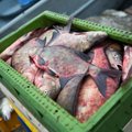 Žvejai neturi kur dėti Kuršių mariose sugautos žuvies