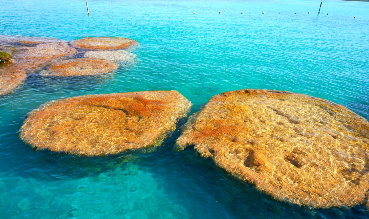 Stromatolitai