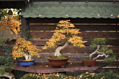 Kęstučio Ptakausko užauginti bonsai
