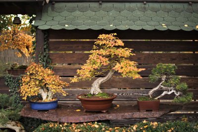 Kęstučio Ptakausko užauginti bonsai