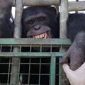 Iš Libano zoologijos sodo išgelbėta rūkanti šimpanzė, niekada nemačiusi kitų beždžionių
