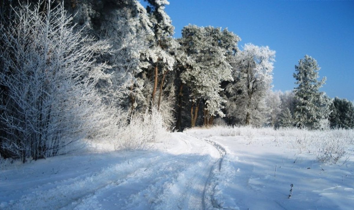 Stirniškių miškas , Vilkaviškio rajonas, DELFI skaitytojo Valentino Kurtinaičio nuotr.