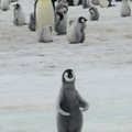 Массовая гибель птенцов императорских пингвинов в Антарктиде