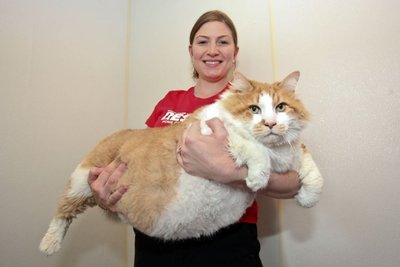 Katė storulė / Facebook nuotr.
