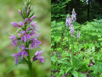 Aukštoji gegūnė - lietuviška orchidėja / S. Pupininko nuotr.