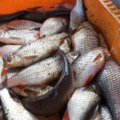 Jonauskas: žuvininkystės politika turėtų būti orientuota į išteklių apsaugą