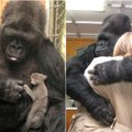 Netekome ypatingos gorilos, kuri mokėjo bendrauti gestų kalba