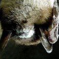 Baltosios nosies sindromas jau pražudė milijonus šikšnosparnių