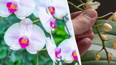 Trąšos orchidėjoms iš ingredientų, kurių turite kiekvienoje virtuvėje: jos augs kaip ant mielių