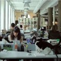 Katės internete: kiek vaizdo klipuose režisūros ir specialiųjų efektų?