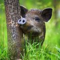 Medžiotojai mėgino nuslėpti kiaulių maro atvejį