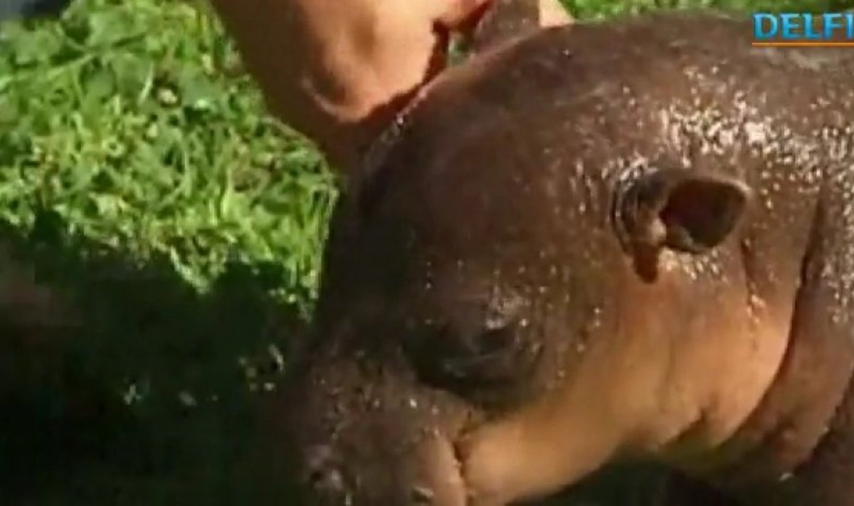 Hipopotamiukas pagyvino vietinį turizmą