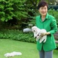 Buvusi Pietų Korėjos prezidentė rezidencijoje pamiršo šunis