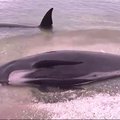 Naujojoje Zelandijoje į krantą išmesta šimtai negyvų delfinų