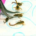 Stilingos meksikietės ant nagų klijuojasi du eurus kainuojančius skorpionus