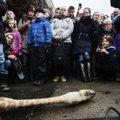 Zoologė apie paskerstą žirafą Danijoje: vaikai to neturėjo matyti