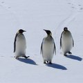 Tyrėjai praneša, kad pingvinų fekalijų kvapas ne tik riečia nosį: išskiria ir juoko dujas
