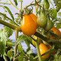 Pomidorai tik gausiai veša, bet menkai dera. Kodėl taip vyksta ir ką daryti