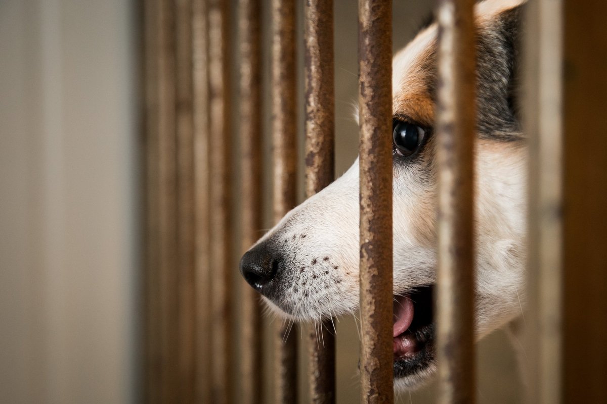 Ukmergės rajone atidaryta nauja gyvūnų prieglauda - Letena.lt