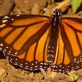 Meksikos miškus užplūdo milijonai monarcho drugelių