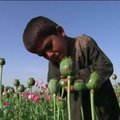 Aguonų auginimas Afganistane iš arti: nelegalus verslas, kuris klesti iki šiol