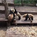 Mielas vaizdelis: pandos jaunikliai žaidžia imtynes