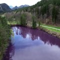 Vokietijoje lankytojai plūsta pamatyti violetine spalva bakterijų nudažyto ežero